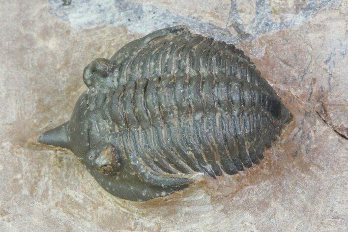 Pseudocryphaeus (Cryphina) Trilobite - Lghaft, morocco #75567